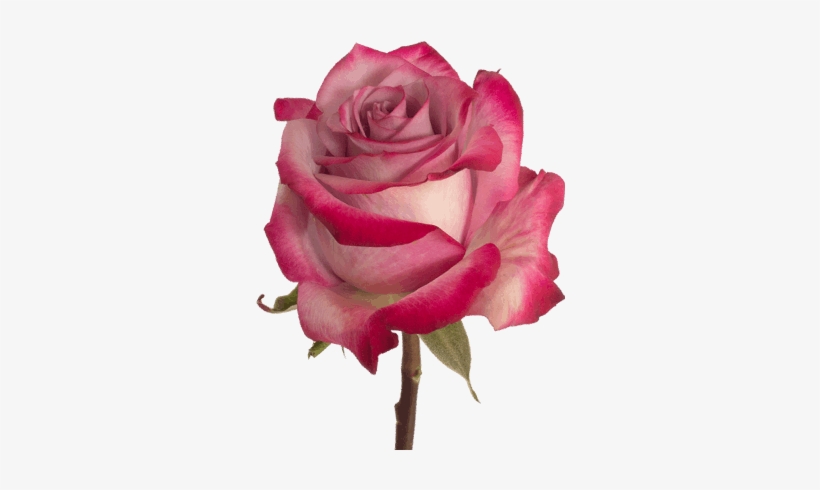 Deep Purple Rose Flower Guy - Purple Rose, transparent png download