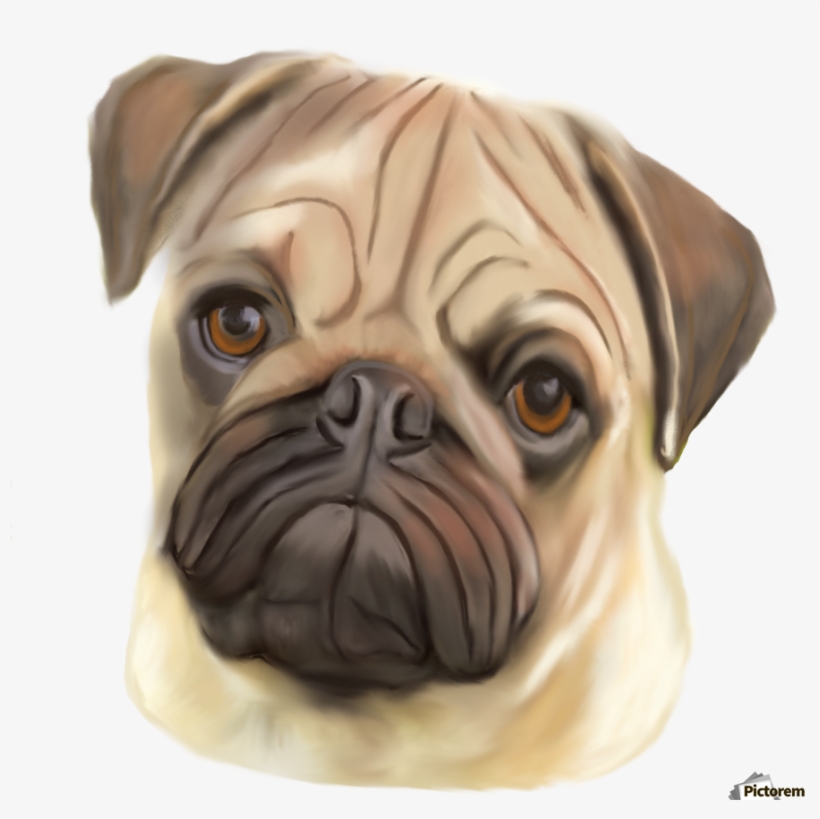 Pug In Canvas Print With Floating Frame - Floating Frame, transparent png download