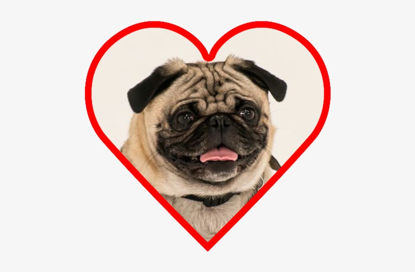 Pug British Bulldog French Bulldog - Pug In A Heart, transparent png download