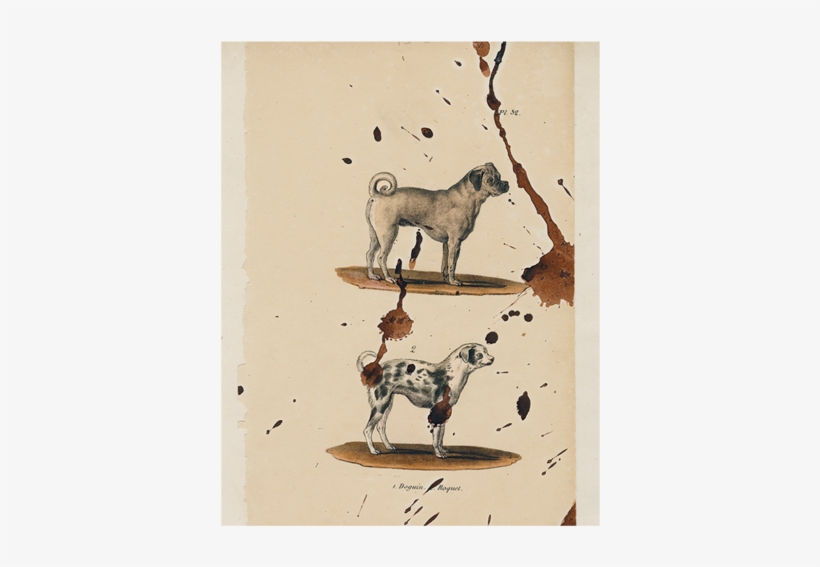 Pug Dog - Whippet, transparent png download