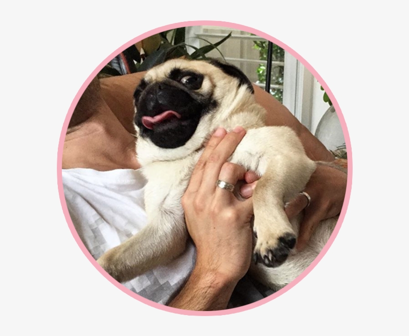 Biscuitthepikeletpug 4, transparent png download