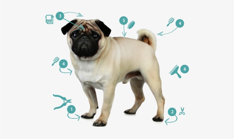 Trim Nails And Grind As Short As Possible - Pug, transparent png download