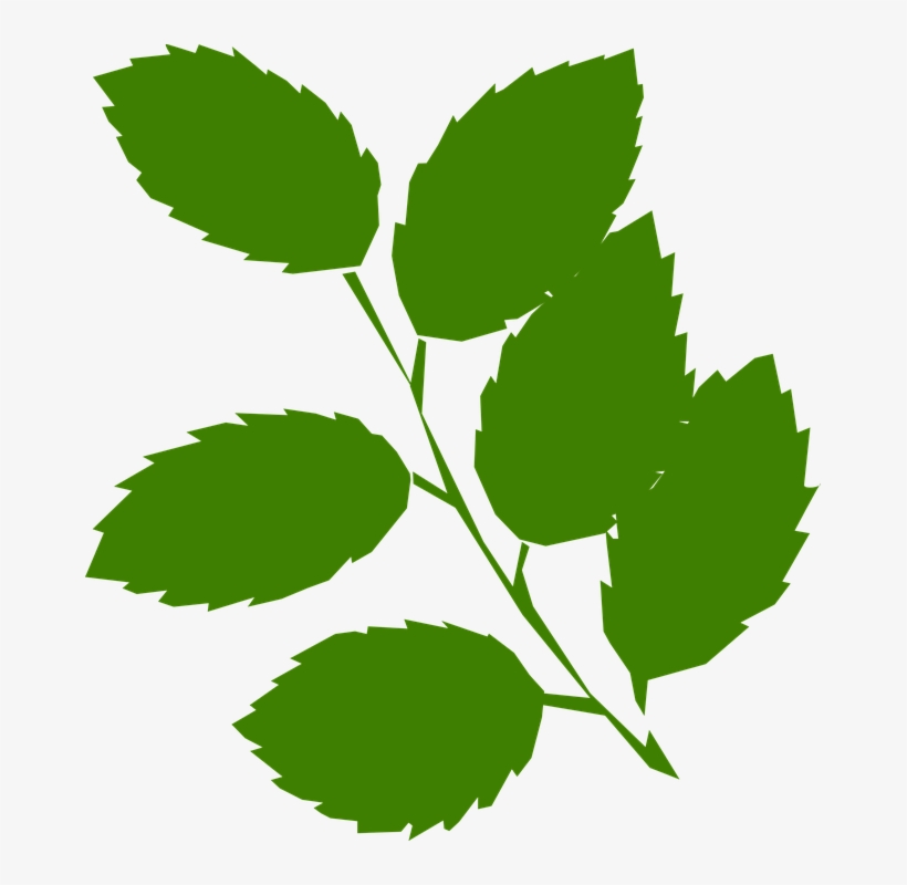 Picture Library Foliage Leaves Free On Dumielauxepices - Clip Art Green Leaves, transparent png download