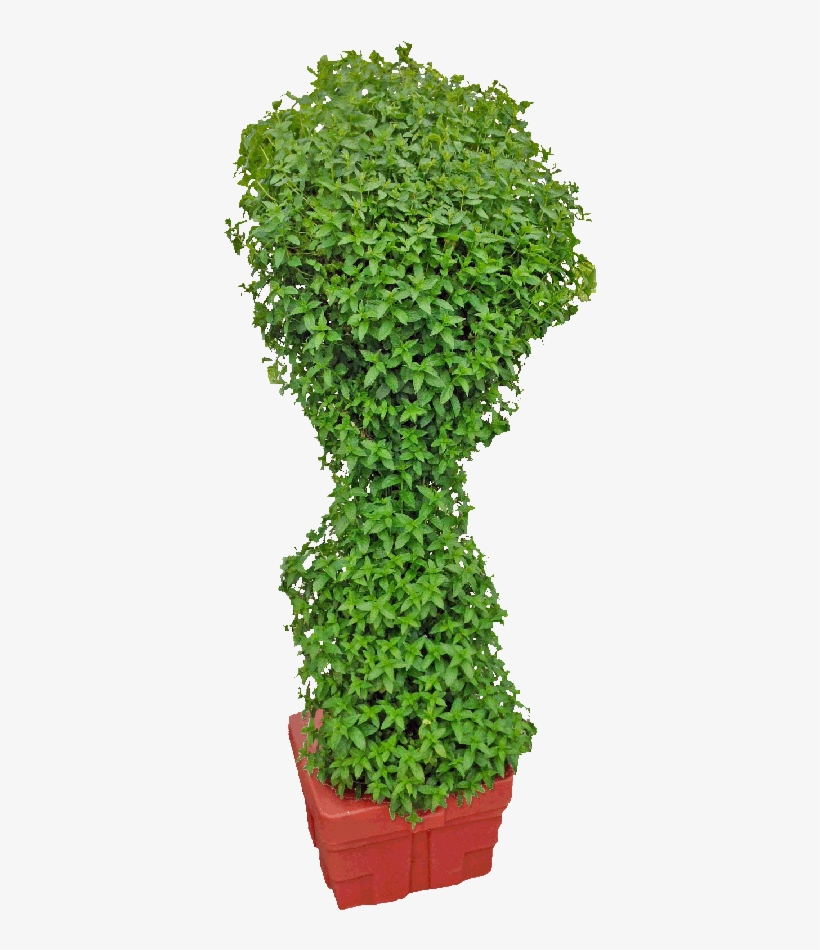 Springsystem How To Grow Mint - Hydroponics Mint, transparent png download