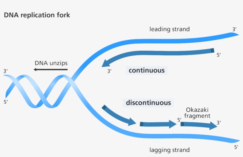 Illustration Showing Replication Of The Leading And - Replication Discontinuous On One Strand, transparent png download