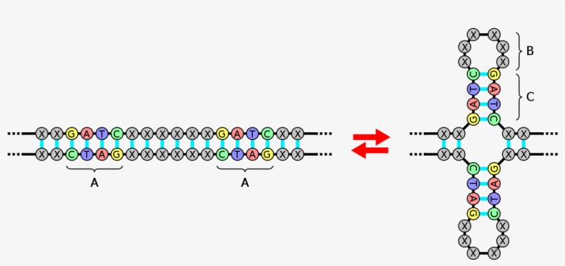 Dna Sequence In A Elephant, transparent png download