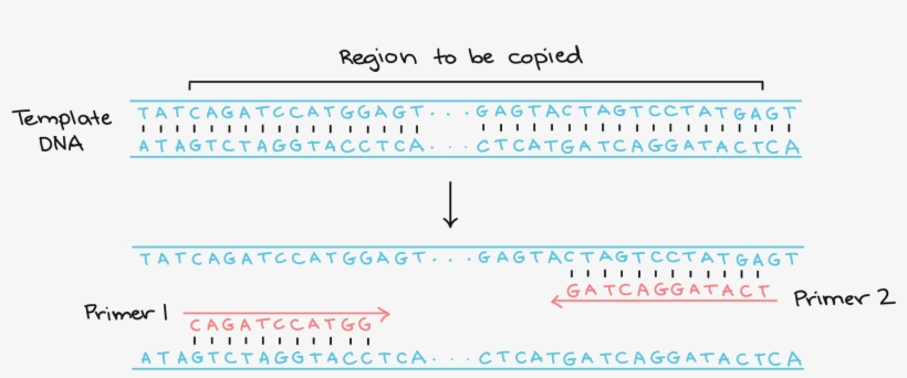 5' 3' 3' Atagtctaggtacctca - Dna, transparent png download