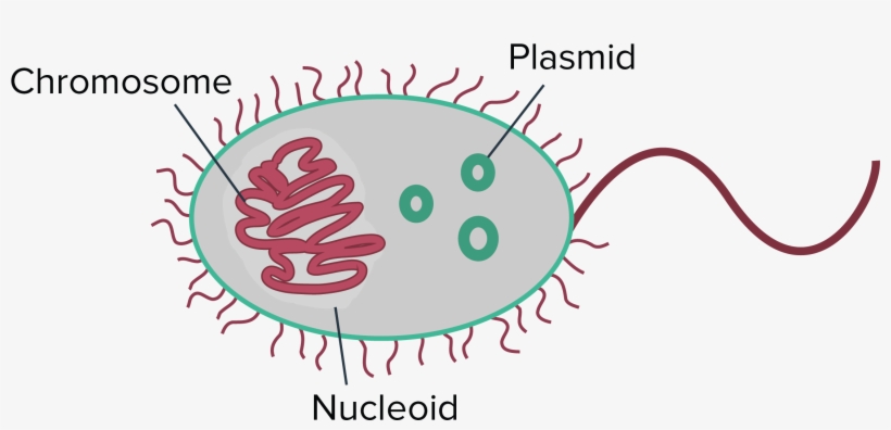 Prokaryotes Generally Have A Single Circular Chromosome - Prokaryotic Genome, transparent png download