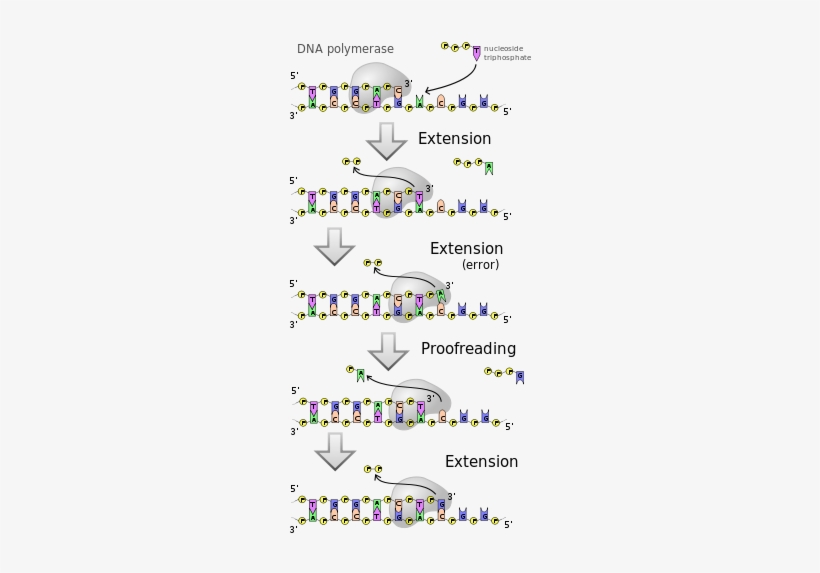 Dna Polymerases Adds Nucleotides To The 3' End Of A - Atp Used In Dna Synthesis, transparent png download