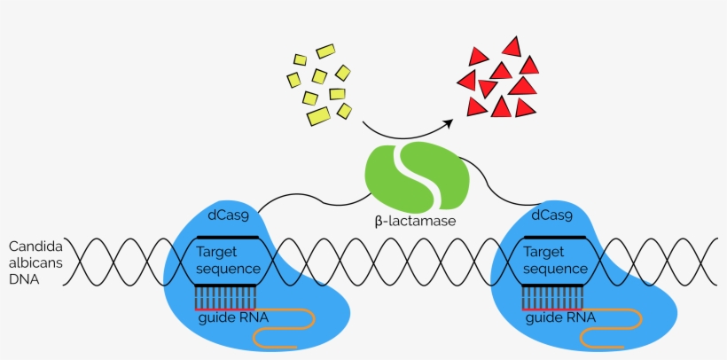 Fusing Each With One Part Of A Split Β Lactamase Enzyme, - Graphics, transparent png download
