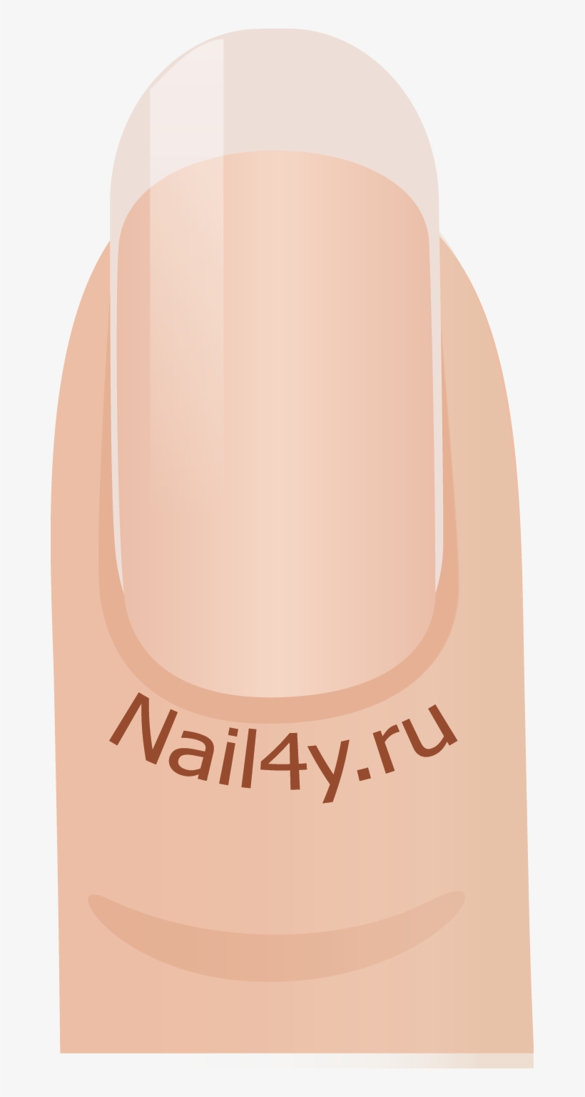 The Technique Of Giving The Nails A Classic Oval Shape - Poster, transparent png download