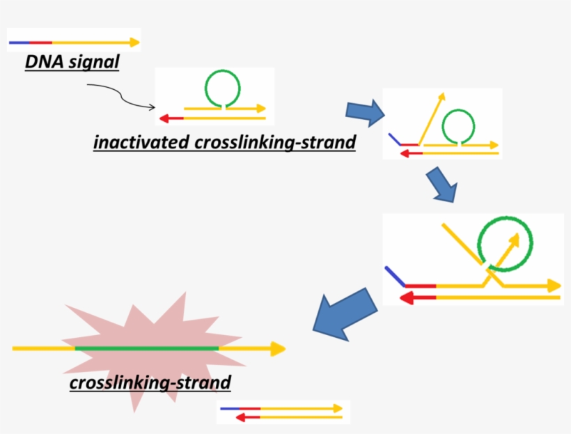 File - - Cross Link Dna Strands, transparent png download