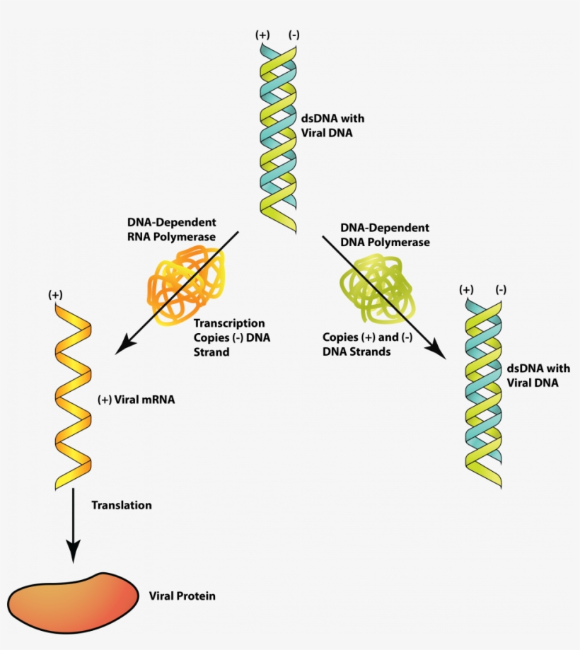 Dsdna - - Poxvirus Dna Dependent Rna Polymerase, transparent png download