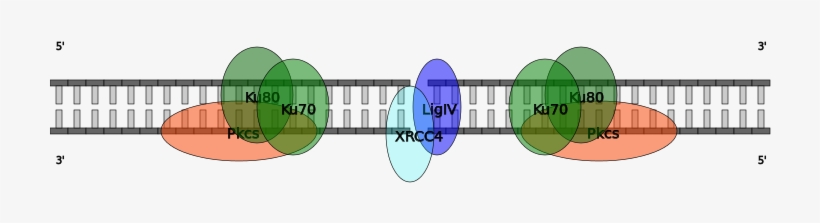 Dna Strand Ligated By Ligase Iv/xrcc4 In Homo Sapiens - Circle, transparent png download