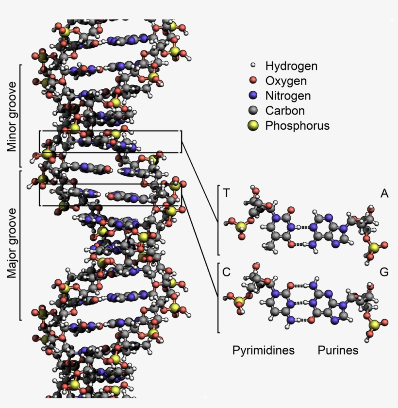 Base Pairing Across The Two Strands Of Dna - Structure Of Dna, transparent png download