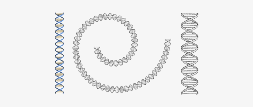 A Blog For James - Gold Stainless Steel Rolex Chain, transparent png download