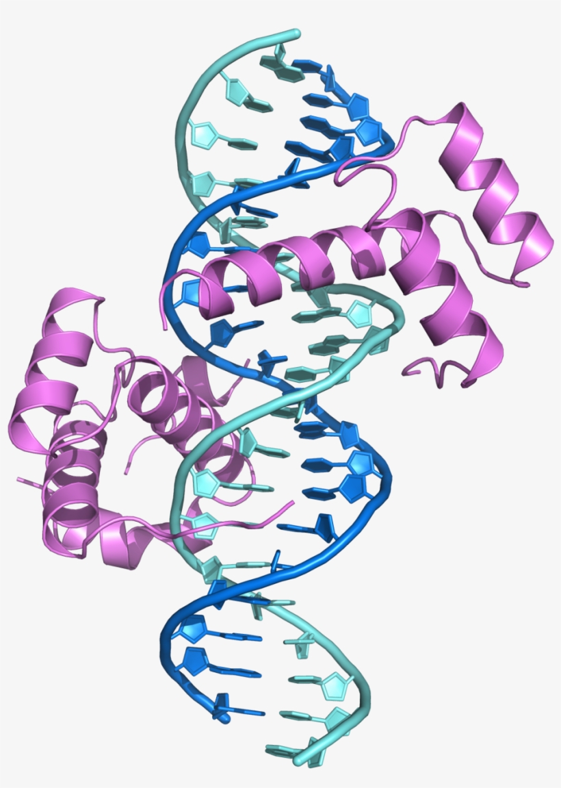Protein Binding To Dna, transparent png download