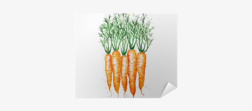 Vector Watercolor Carrots, Isolated On White Background - Carrots Watercolor, transparent png download