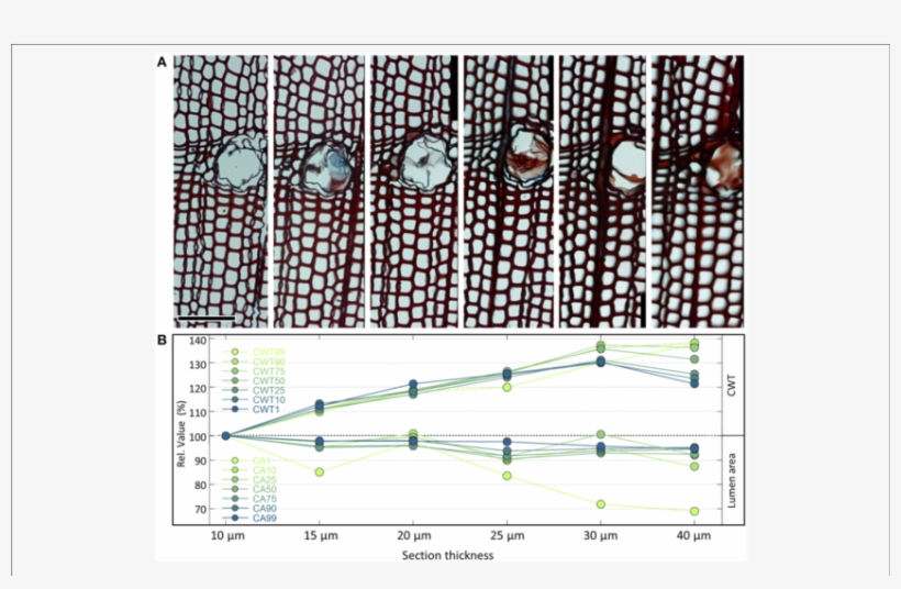 Series Of Cross-sections Of The Same Pinus Heldreichii - Tracheid, transparent png download