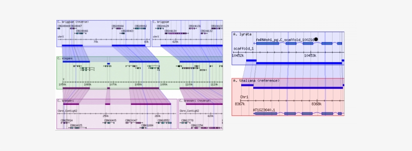 Gbrowse Syn At The Arabidopsis Information Resource - Diagram, transparent png download