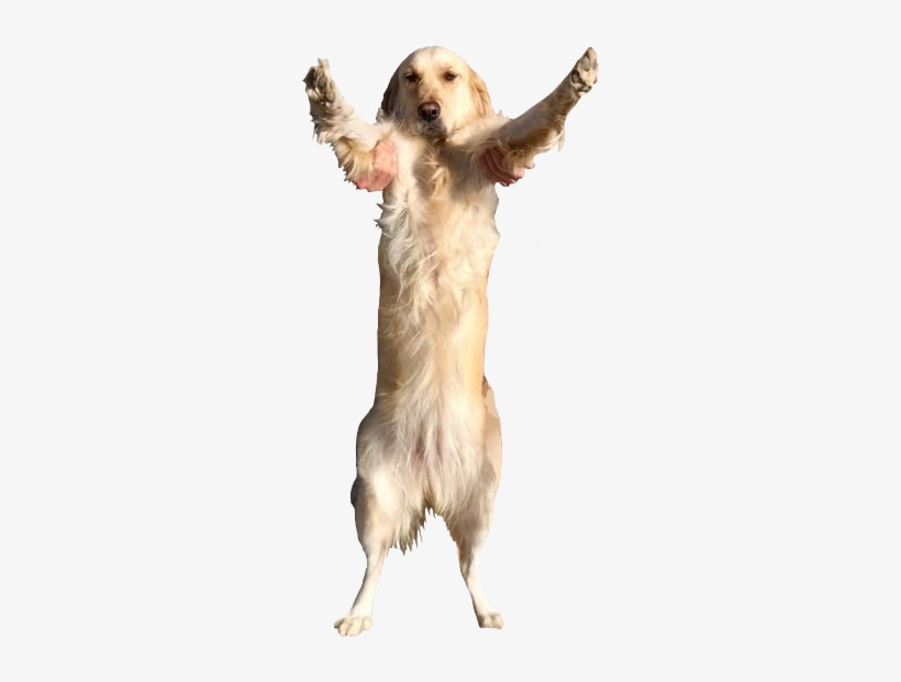 Shes So Tall, @markiplier - Markiplier, transparent png download