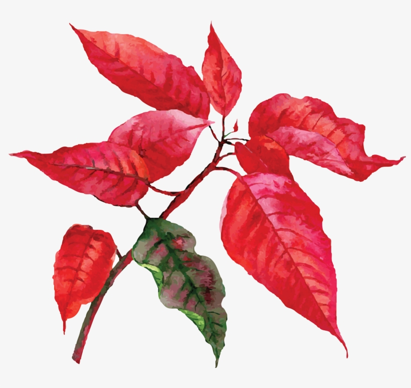 La3 - Poinsettia, transparent png download