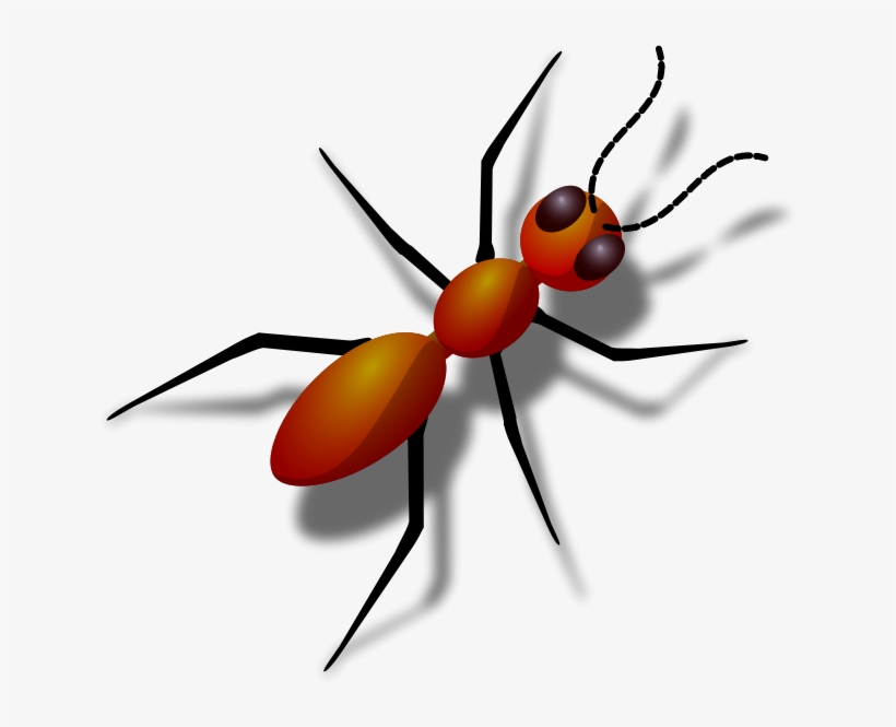 Ant - Ants Clipart Png, transparent png download