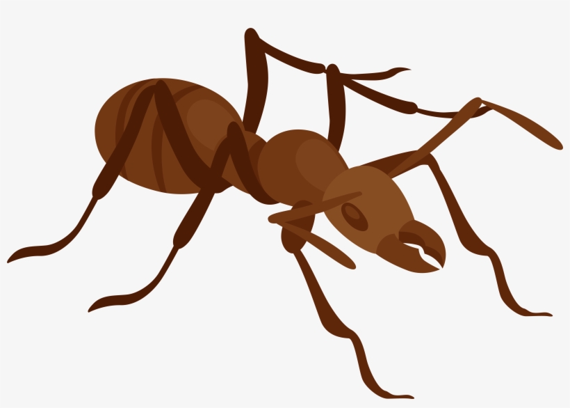 Ant Png Clip Art - Ant Clip Art, transparent png download