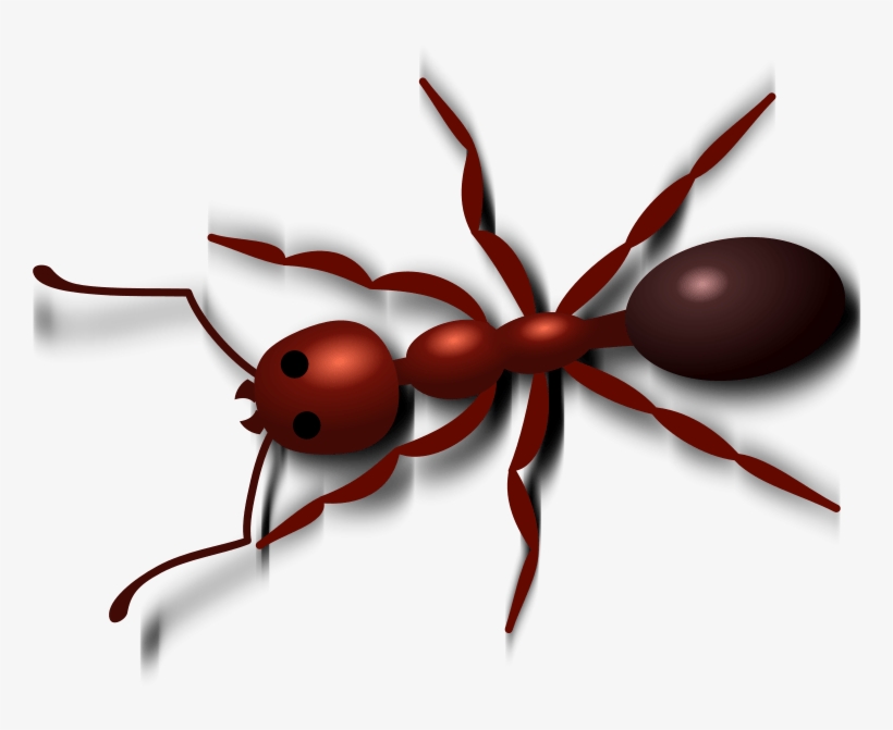 Free Png Ant Png Images Transparent - Red Ant Clip Art, transparent png download