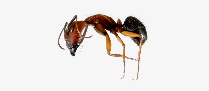 Learn About Florida Carpenter Ants - Florida Carpenter Ants, transparent png download