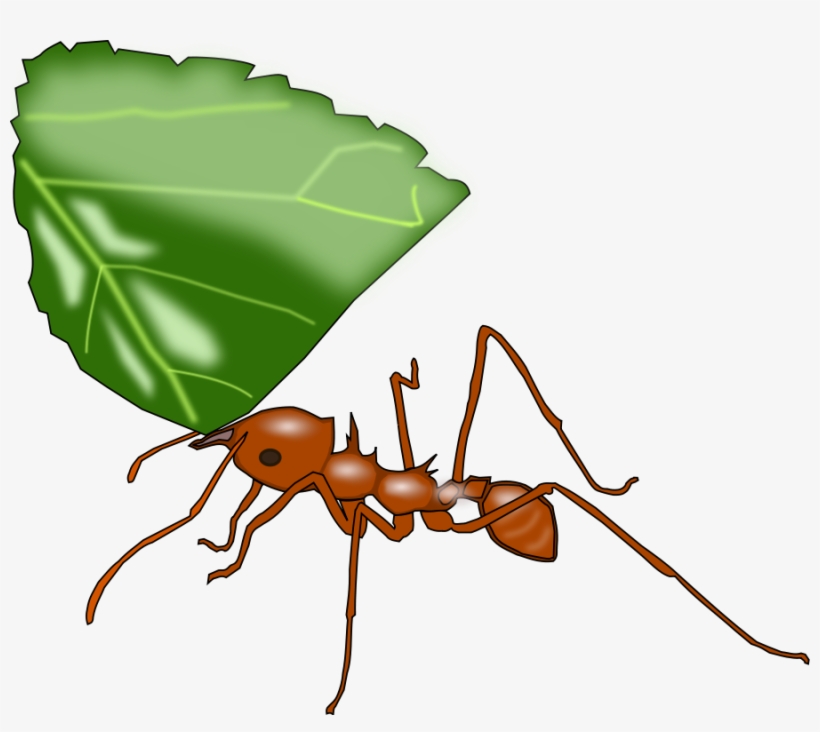 How To Set Use Atta Ant Clipart, transparent png download