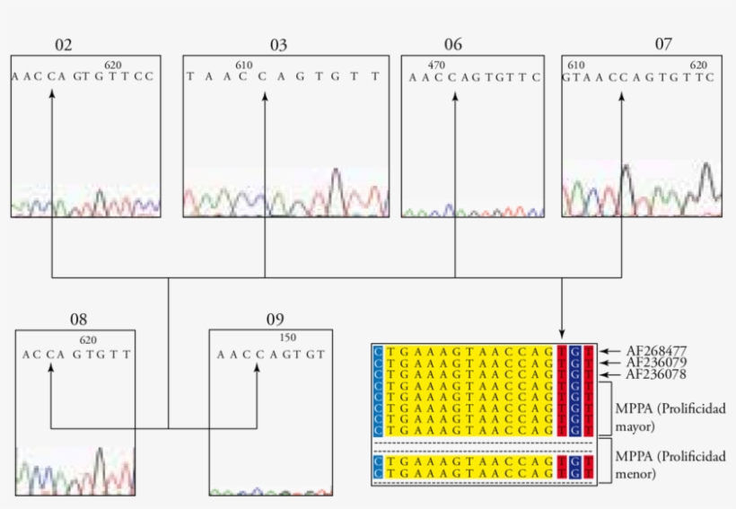 De La Variación En La Base Nucleotídica, Comparando - Nucleotide, transparent png download