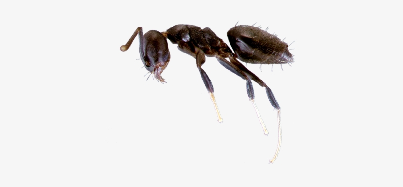 Learn About White Footed Ants - White Footed Ants, transparent png download
