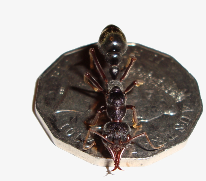 Bulldog Ant, transparent png download