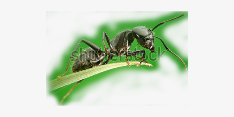 Ant - Real Life Cute Ant, transparent png download