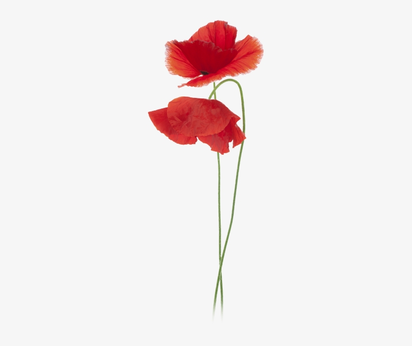 Image Result For Coquelicot - Watercolor Painting, transparent png download