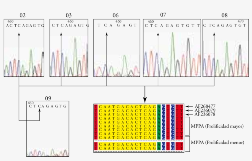 De La Variación En La Base Nucleotídica, Comparando - Sequence Alignment, transparent png download