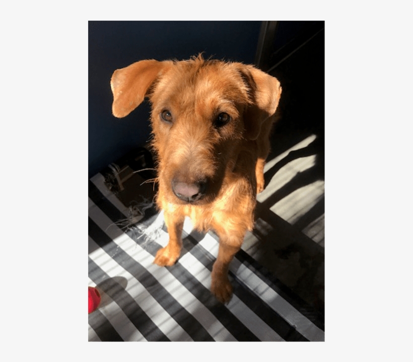 Photo Of Princess Daisy - Irish Terrier, transparent png download