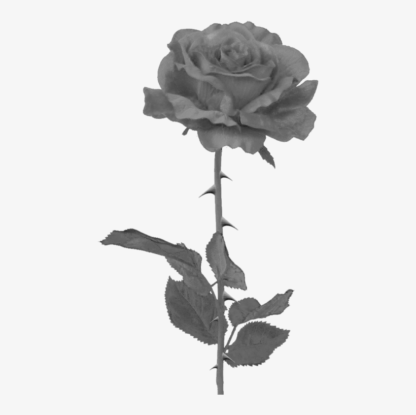 Black Rose Png By Pixasso79 Stock-d5c95hk - Black Rose, transparent png download