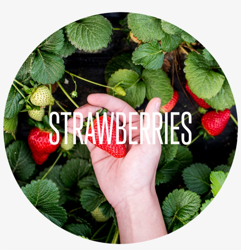 Our Products - Product, transparent png download