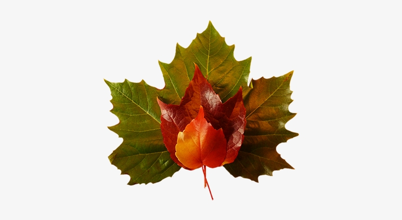 Fall Leaves Green Red Yellow - Leaf Red And Green Png, transparent png download