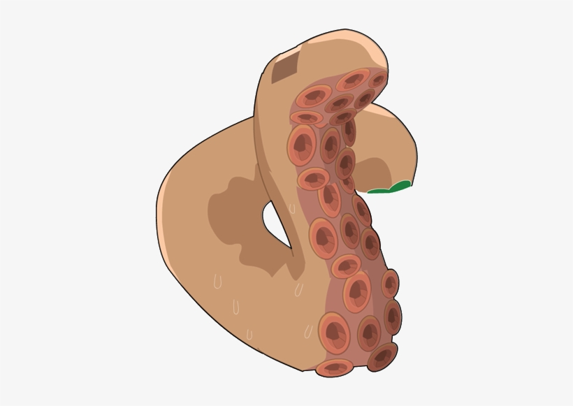 First Tentacle - Metasepia Pfefferi, transparent png download
