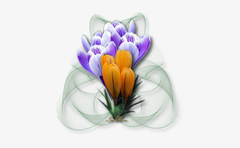Explore La Web And More - Saffron Crocus, transparent png download