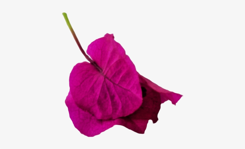 Burgi 1 Weich Watercolor - Watercolor Painting, transparent png download