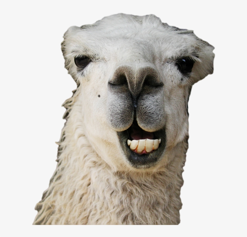 Kisses Vector Freeuse - Funny Llama, transparent png download