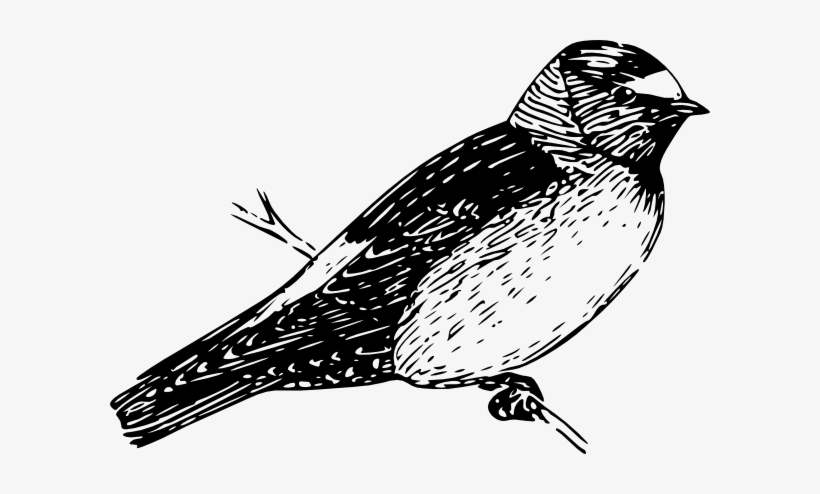 Cliff Swallow Svg Clip Arts 600 X 414 Px, transparent png download