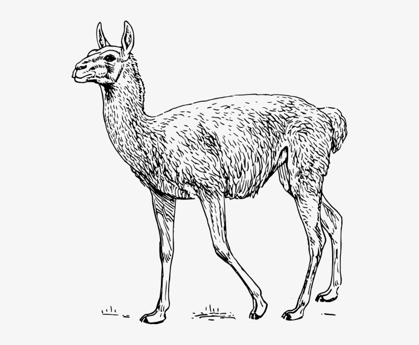 Llama Svg Clip Arts 540 X 595 Px, transparent png download