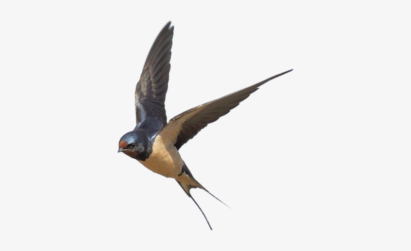 Swallow Png, transparent png download