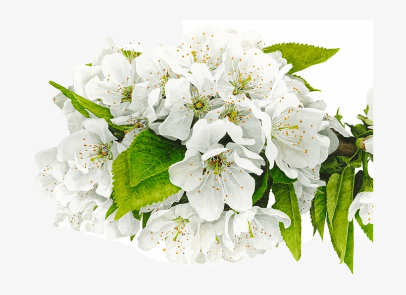 Anna Mason - Художник Anna Mason, transparent png download