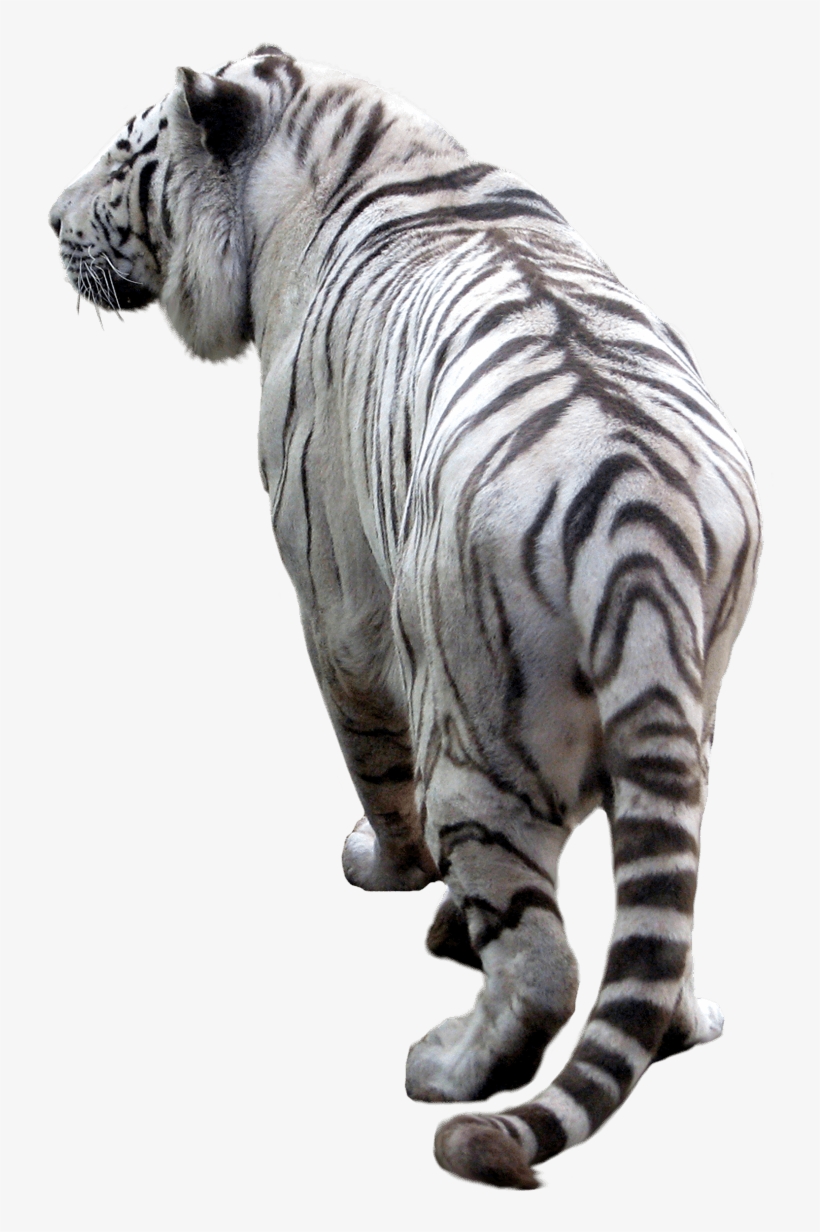 Tiger Png Image Download Tigers Png Image - Hadrian's Wall, transparent png download